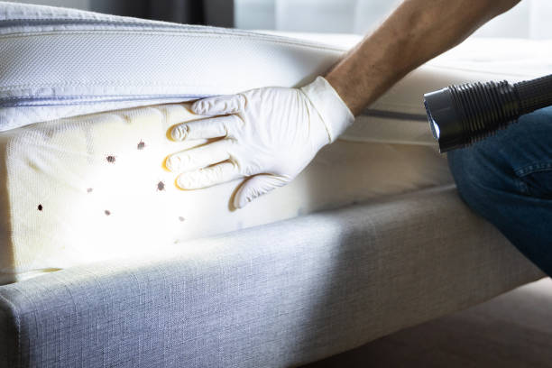 Best Termite Control Services  in Brookhaven, PA
